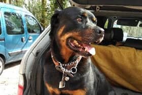 Rambo the dog