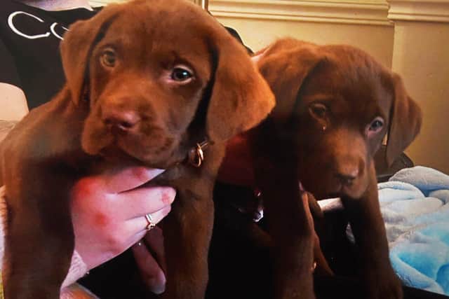 The two chocolate Labrador puppies which died