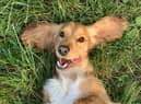 Dog-owners are invited to submit photos of their pets to find winners across six themes