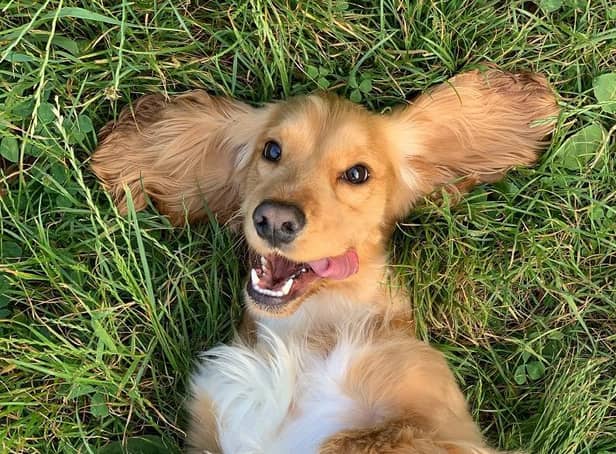 Dog-owners are invited to submit photos of their pets to find winners across six themes