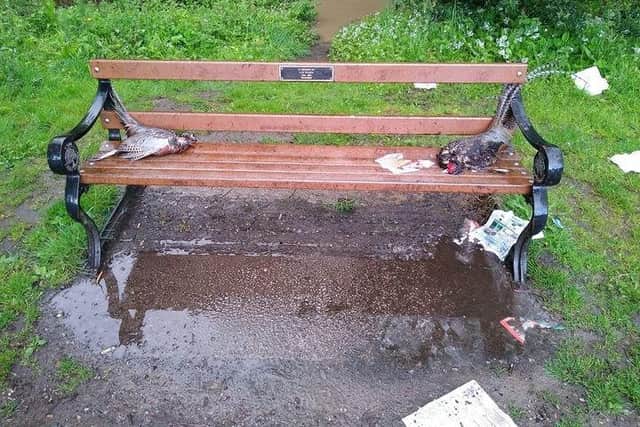 The photo posted on social media showing the two pheasants left on a bench