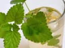 Lemon Balm