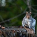 Wiganers are being asked to keep an eye out for wild mammals in their gardens this year