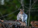 Wiganers are being asked to keep an eye out for wild mammals in their gardens this year