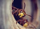 Wasp