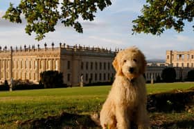 Dogs enjoy a day out as much as anyone else