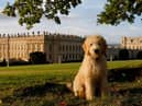 Dogs enjoy a day out as much as anyone else