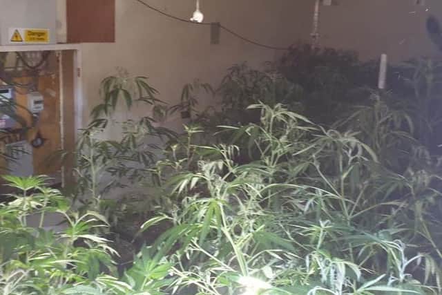 Cannabis plants discovered at a property in Cook Street, Leigh