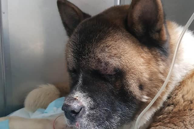 Alfie the Akita