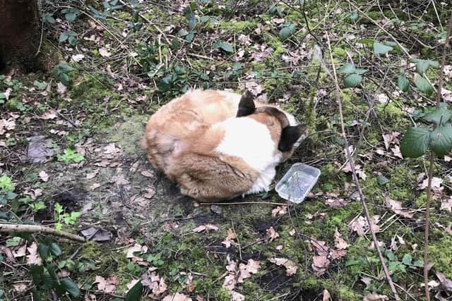 Alfie was found in scrubland in Wigan