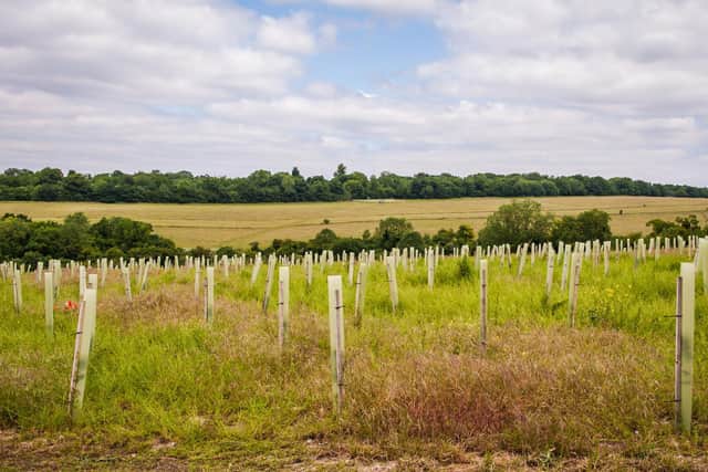Millions of trees have already been planted through the scheme. Photo by: Ben Lee/WTML