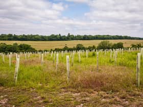 Millions of trees have already been planted through the scheme. Photo by: Ben Lee/WTML