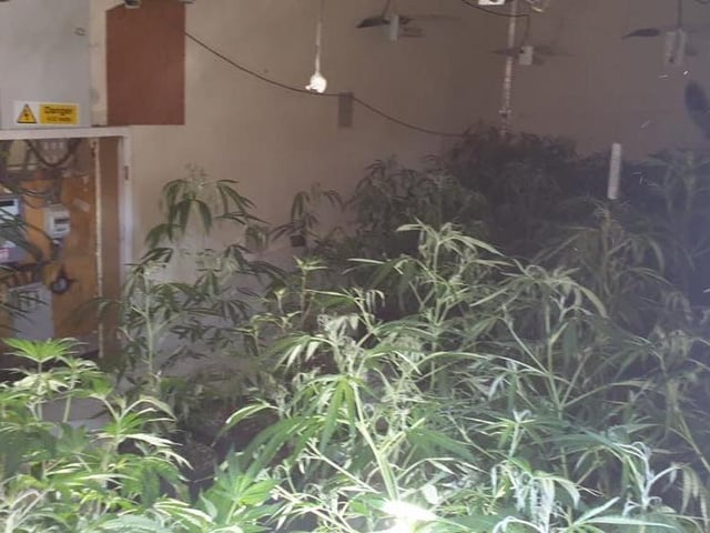 Cannabis plants discovered at a property in Cook Street, Leigh
