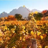 Autumn leaves on the vines in the vineyards at Boschendal, South Africa
