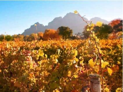 Autumn leaves on the vines in the vineyards at Boschendal, South Africa