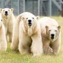 Polar bear Flocke (second right) and her three cubs Tala (left), Yuma (second left) and Indiana (right) in the second Project Polar reserve at Yorkshire Wildlife Park in Cantley, near Doncaster