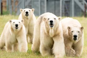 Polar bear Flocke (second right) and her three cubs Tala (left), Yuma (second left) and Indiana (right) in the second Project Polar reserve at Yorkshire Wildlife Park in Cantley, near Doncaster