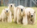 Polar bear Flocke (second right) and her three cubs Tala (left), Yuma (second left) and Indiana (right) in the second Project Polar reserve at Yorkshire Wildlife Park in Cantley, near Doncaster