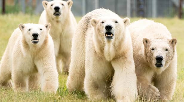 Polar bear Flocke (second right) and her three cubs Tala (left), Yuma (second left) and Indiana (right) in the second Project Polar reserve at Yorkshire Wildlife Park in Cantley, near Doncaster