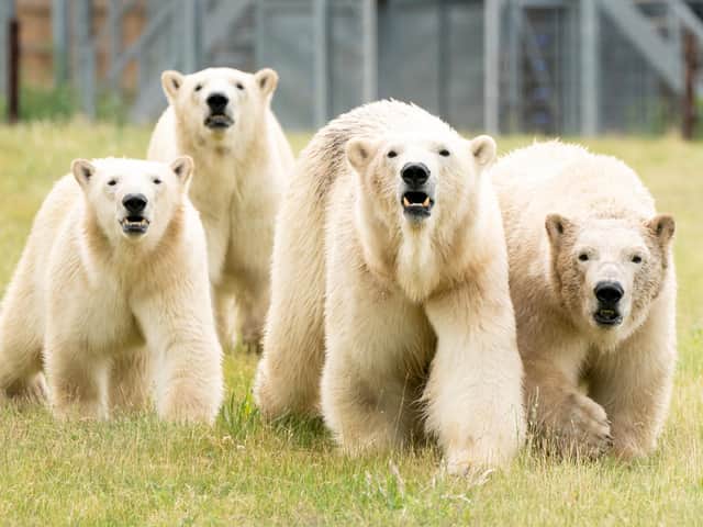 Polar bear Flocke (second right) and her three cubs Tala (left), Yuma (second left) and Indiana (right) in the second Project Polar reserve at Yorkshire Wildlife Park in Cantley, near Doncaster