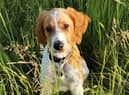 Cocker spaniel puppy Cooper who contracted parvovirus, for which he was successfully treated.