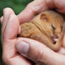 A rare hazel dormouse, which is being reintroduced to Lancashire in an undisclosed location in the Arnside and Silverdale AONB. Picture: CLARE PENGELLY