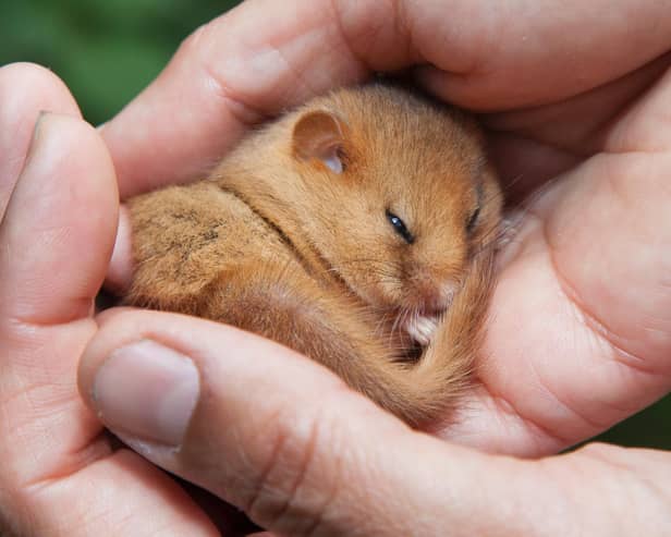 A rare hazel dormouse, which is being reintroduced to Lancashire in an undisclosed location in the Arnside and Silverdale AONB. Picture: CLARE PENGELLY