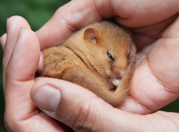 A rare hazel dormouse, which is being reintroduced to Lancashire in an undisclosed location in the Arnside and Silverdale AONB. Picture: CLARE PENGELLY