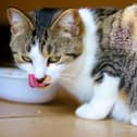 Cat owners are advised to seek immediate advice from a vet if their pet is unwell