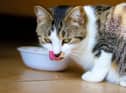 Cat owners are advised to seek immediate advice from a vet if their pet is unwell