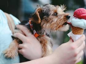 The top dog-friendly places to eat across Lancashire