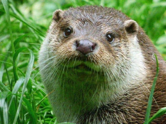 An otter was spotted on a stretch of the River Douglas in Wigan