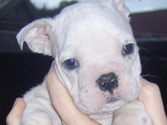 A puppy