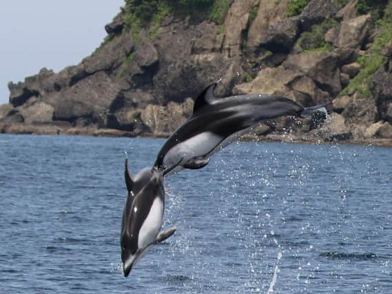 Pacific white-sided dolphins jumping in Mutsu Bay