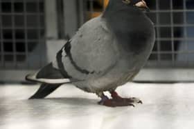 I'm unsure at what point my house became a beacon for suicidal pigeons