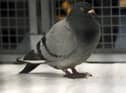 I'm unsure at what point my house became a beacon for suicidal pigeons