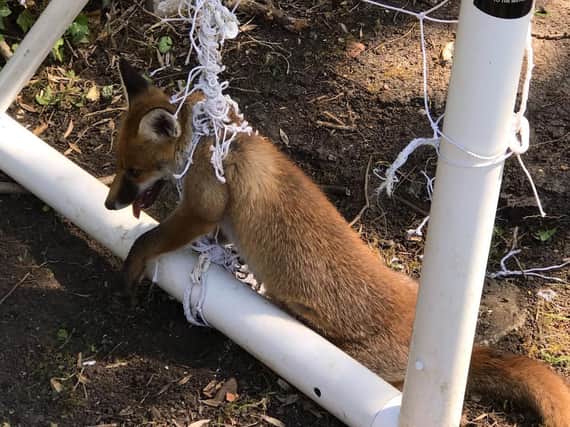 A curious fox stuck in a net