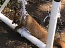 A curious fox stuck in a net