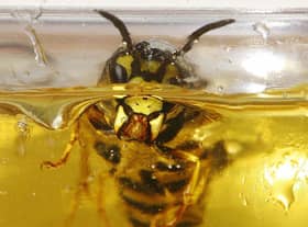 Households may need to brace themselves for an influx of wasps