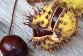 Horse chesnut