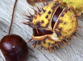 Horse chesnut