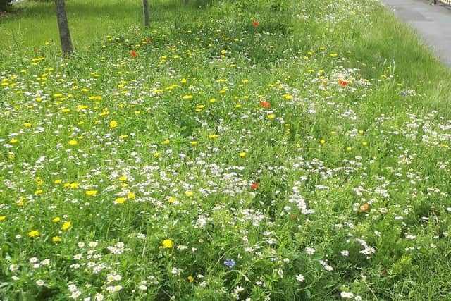 The wildflower meadow before the mowers turned up