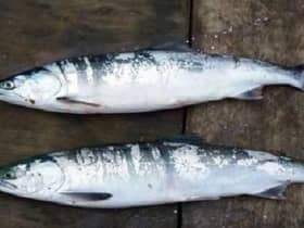 Pink salmon (above) pose a threat to wild Atlantic salmon, which is indigenous to the waters around Britain