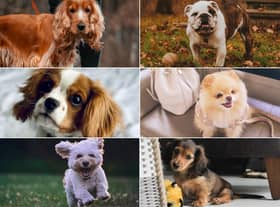 Last year saw demand for puppies increase massively