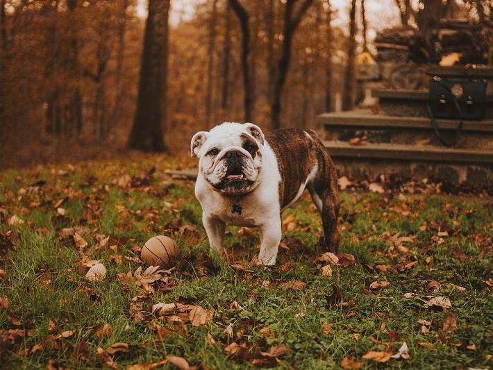The English Bulldog is the UK's most expensive dog, with puppies selling for an average of £2,995.