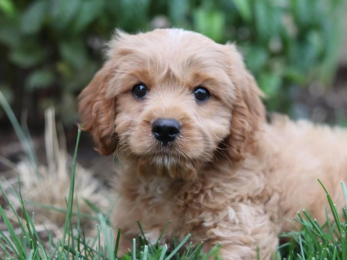 The Cavapoo - a cross between the Cavalier King Charles Spaniel and a Poodle - is the runner-up when it comes to pricey dog breeds, with an average price of £2,949.