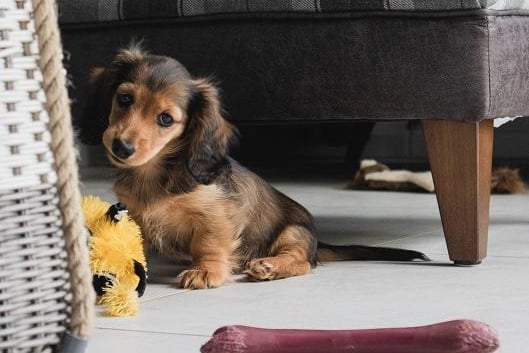 The third most expensive pup is the cute Miniature Dachshund, with an average price tag of £2,537.