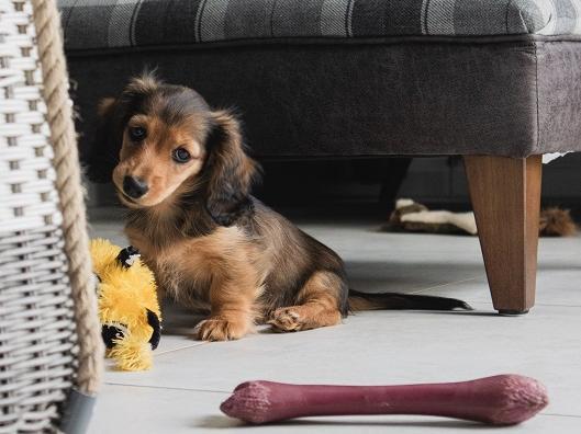 The third most expensive pup is the cute Miniature Dachshund, with an average price tag of £2,537.