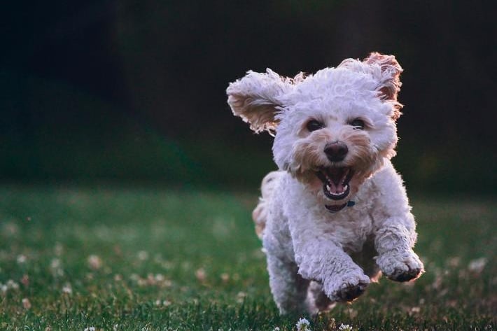 The trendy and popular Cockapoo - a dog crossbred from a Cocker Spaniel and a Poodle - is next most expensive, with an average price tag of £2,471.