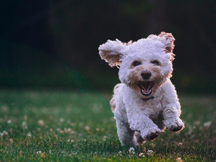The trendy and popular Cockapoo - a dog crossbred from a Cocker Spaniel and a Poodle - is next most expensive, with an average price tag of £2,471.